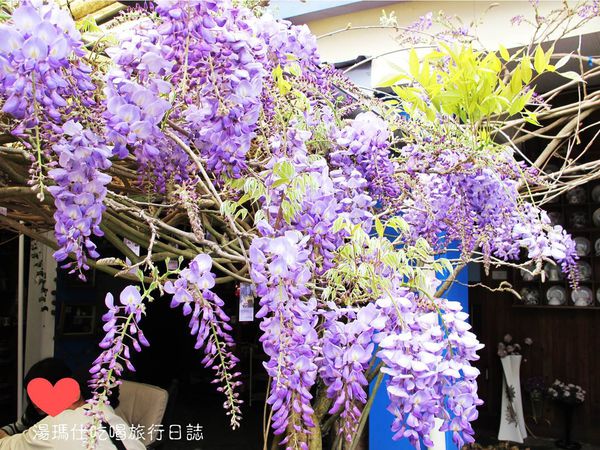 嘉義_梅山鄉_瑞里_阿喜紫藤民宿_紫藤花_15