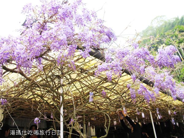 嘉義_梅山鄉_瑞里_阿喜紫藤民宿_紫藤花_17