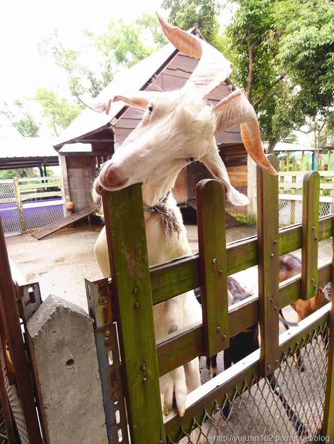 │宜蘭景點│廣興農場鴨母寮豬哥窟。摸硯仔+焢窯+童玩+生態缸DIY 歡樂農村生活親子共遊