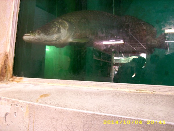 麵麵俱到：麵店裡面養象魚？