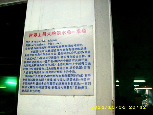 麵麵俱到：麵店裡面養象魚？