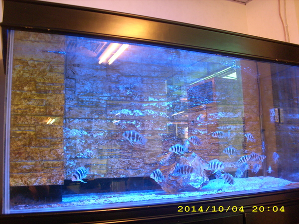 麵麵俱到：麵店裡面養象魚？