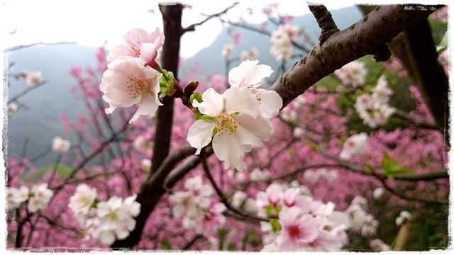 三峽竹崙路櫻花谷秘境