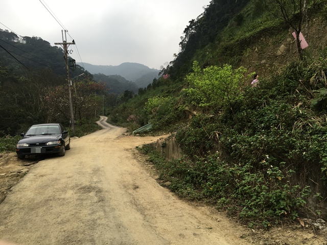 三峽竹崙路櫻花谷秘境