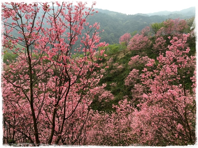 三峽竹崙路櫻花谷秘境