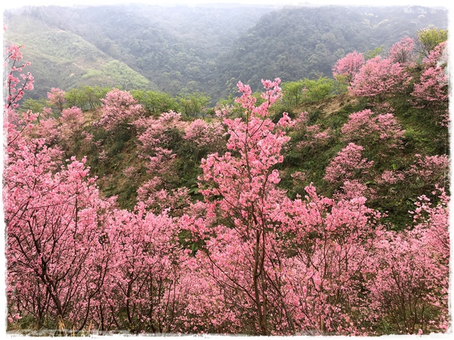 三峽竹崙路櫻花谷秘境