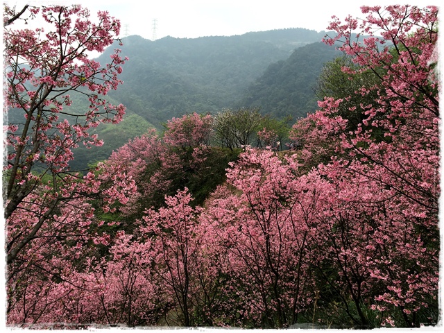 三峽竹崙路櫻花谷秘境