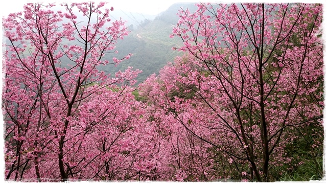 三峽竹崙路櫻花谷秘境