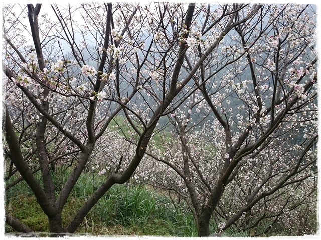 三峽竹崙路櫻花谷秘境
