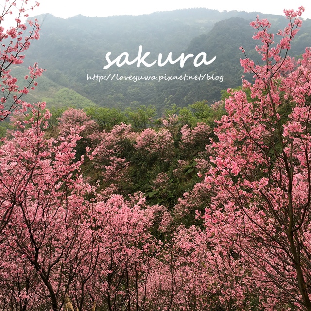 三峽竹崙路櫻花谷秘境