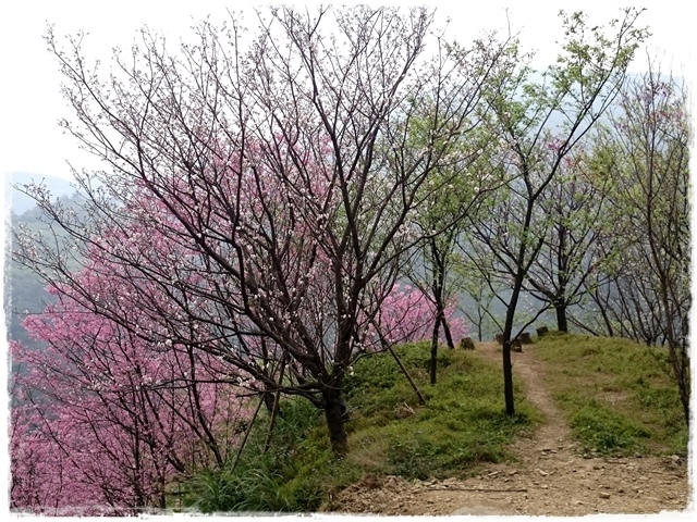 三峽竹崙路櫻花谷秘境