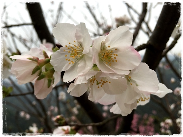 三峽竹崙路櫻花谷秘境