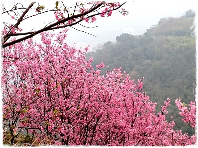 三峽竹崙路櫻花谷秘境