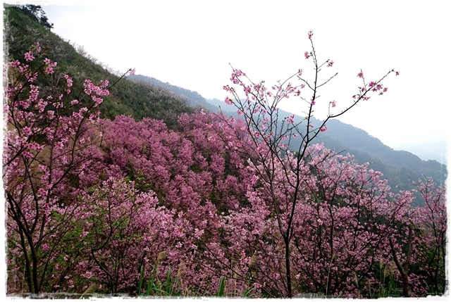 三峽竹崙路櫻花谷秘境