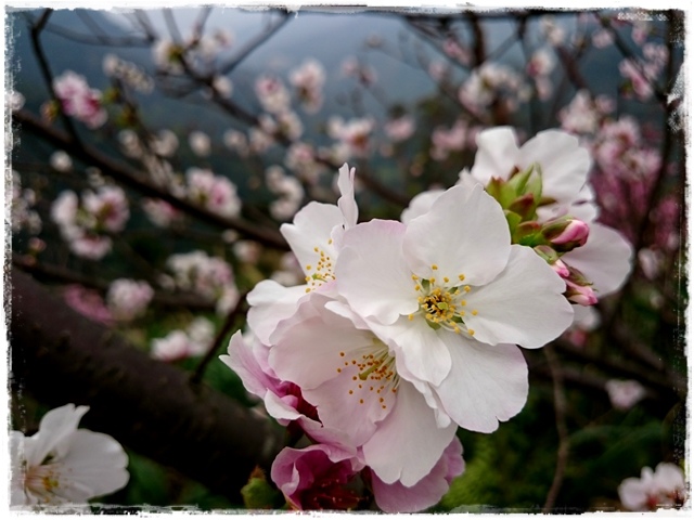 三峽竹崙路櫻花谷秘境