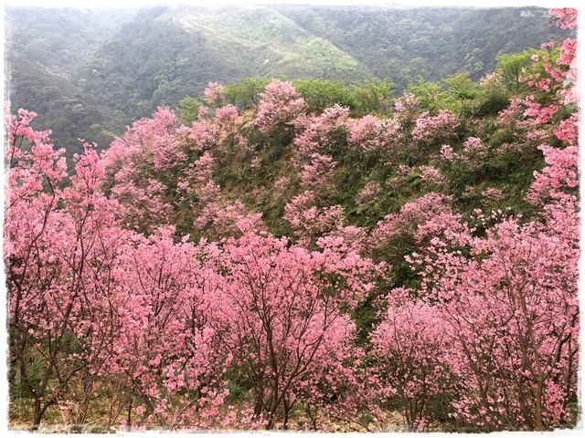 三峽竹崙路櫻花谷秘境