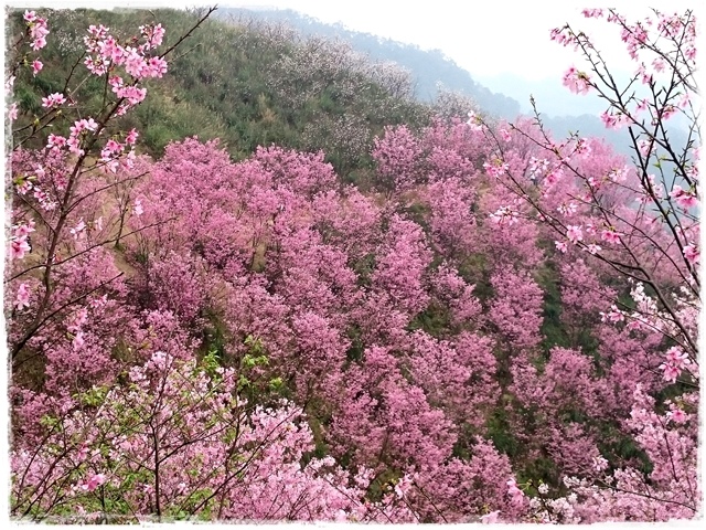 三峽竹崙路櫻花谷秘境
