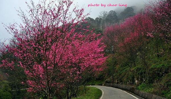 熊空竹崙路-11.JPG - 2016春暖花開