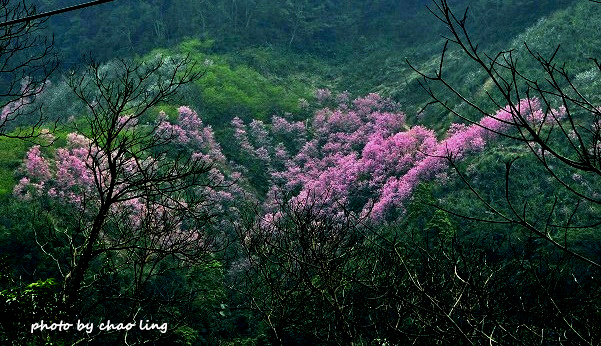 熊空竹崙路-1.JPG - 2016春暖花開