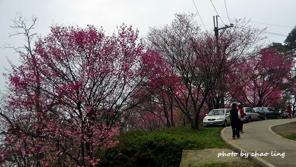 熊空竹崙路-13.JPG - 2016春暖花開