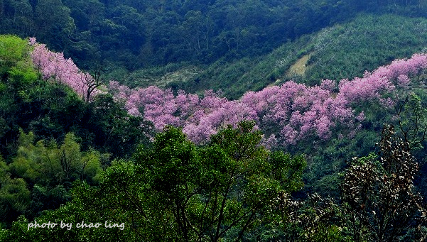 熊空竹崙路-5.JPG - 2016春暖花開