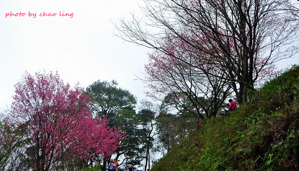 熊空竹崙路-25.JPG - 2016春暖花開