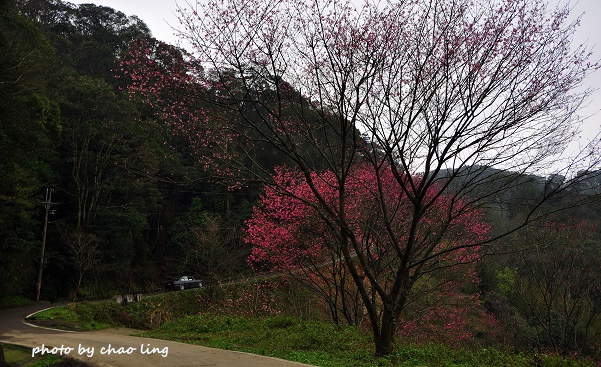 熊空竹崙路-3.JPG - 2016春暖花開