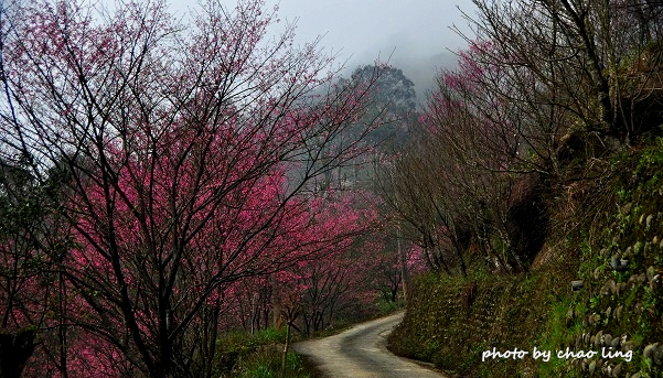 熊空竹崙路-8.JPG - 2016春暖花開