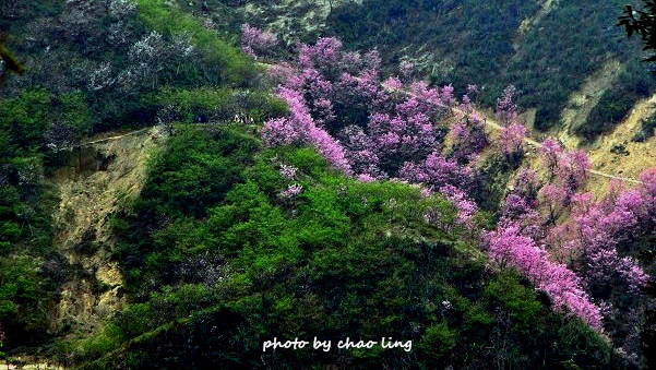 熊空竹崙路-7.JPG - 2016春暖花開