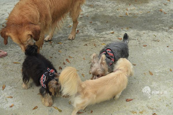 森呼吸寵物農場Jorona park109.jpg