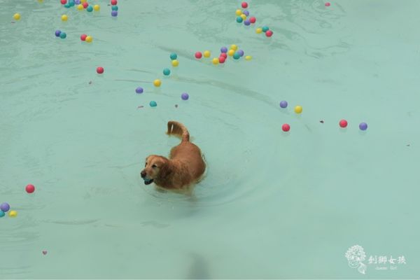 森呼吸寵物農場Jorona park111.jpg