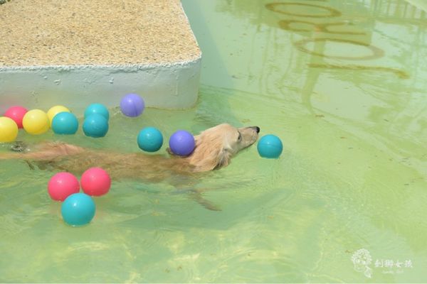 森呼吸寵物農場Jorona park51.jpg