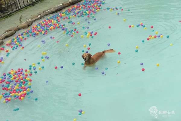 森呼吸寵物農場Jorona park110.jpg