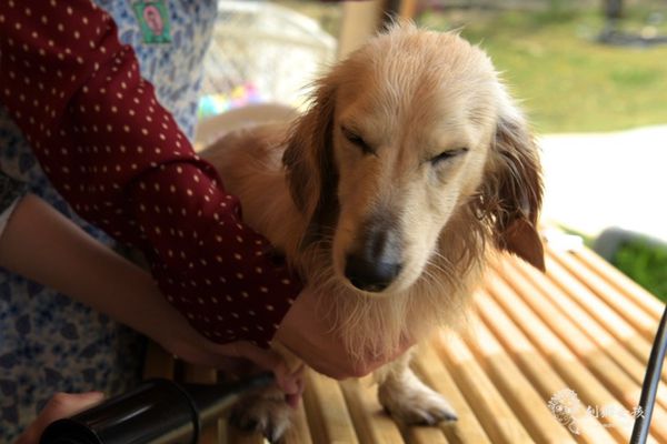 森呼吸寵物農場Jorona park67.jpg