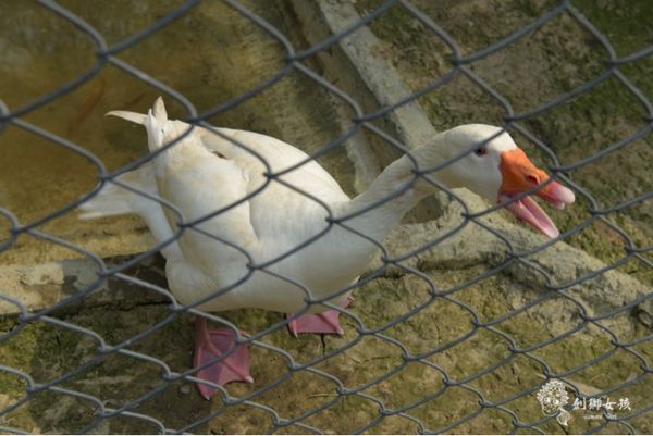 森呼吸寵物農場Jorona park42.jpg