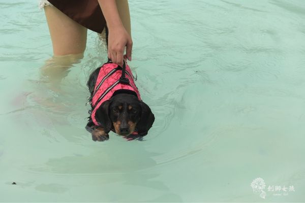 森呼吸寵物農場Jorona park128.jpg