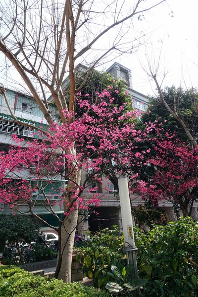 溪洲公園:(胖樺遊記)新北市板橋區溪崑街「溪洲公園」(近樹林火車站),抓住櫻花季的尾巴來賞花。同場加映公園轉角的「早安 美芝城」