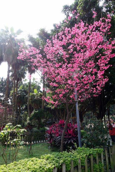 溪洲公園:(胖樺遊記)新北市板橋區溪崑街「溪洲公園」(近樹林火車站),抓住櫻花季的尾巴來賞花。同場加映公園轉角的「早安 美芝城」