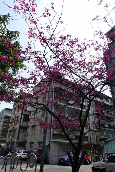 溪洲公園:(胖樺遊記)新北市板橋區溪崑街「溪洲公園」(近樹林火車站),抓住櫻花季的尾巴來賞花。同場加映公園轉角的「早安 美芝城」