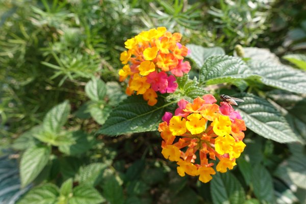 溪洲公園:(胖樺遊記)新北市板橋區溪崑街「溪洲公園」(近樹林火車站),抓住櫻花季的尾巴來賞花。同場加映公園轉角的「早安 美芝城」