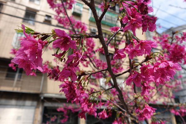 溪洲公園:(胖樺遊記)新北市板橋區溪崑街「溪洲公園」(近樹林火車站),抓住櫻花季的尾巴來賞花。同場加映公園轉角的「早安 美芝城」