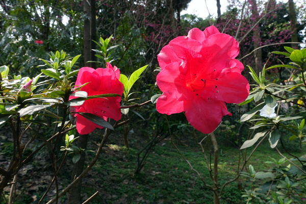 溪洲公園:(胖樺遊記)新北市板橋區溪崑街「溪洲公園」(近樹林火車站),抓住櫻花季的尾巴來賞花。同場加映公園轉角的「早安 美芝城」