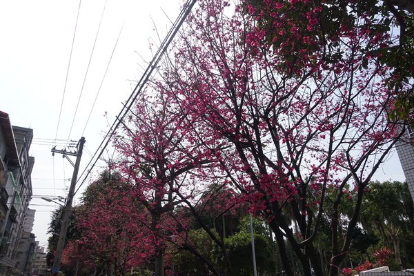 溪洲公園:(胖樺遊記)新北市板橋區溪崑街「溪洲公園」(近樹林火車站),抓住櫻花季的尾巴來賞花。同場加映公園轉角的「早安 美芝城」