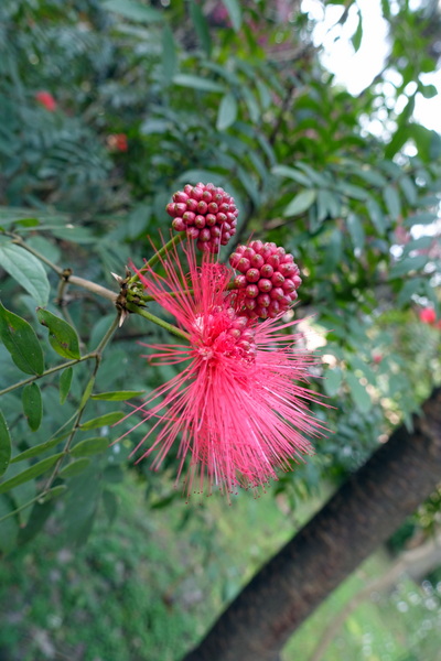 溪洲公園:(胖樺遊記)新北市板橋區溪崑街「溪洲公園」(近樹林火車站),抓住櫻花季的尾巴來賞花。同場加映公園轉角的「早安 美芝城」