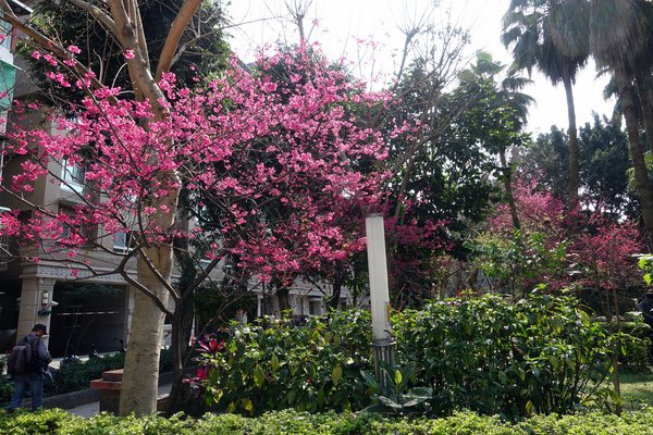 溪洲公園:(胖樺遊記)新北市板橋區溪崑街「溪洲公園」(近樹林火車站),抓住櫻花季的尾巴來賞花。同場加映公園轉角的「早安 美芝城」