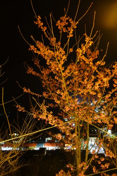 觀星園景觀山莊：(胖樺介紹) 清境地區最高山莊：海拔高度兩千多公尺「觀星園民宿」。前往武嶺、合歡山、小瑞士推薦住宿