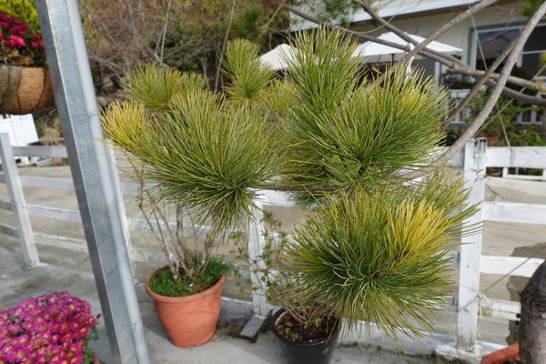 觀星園景觀山莊：(胖樺介紹) 清境地區最高山莊：海拔高度兩千多公尺「觀星園民宿」。前往武嶺、合歡山、小瑞士推薦住宿