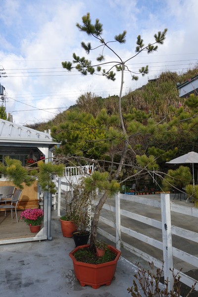 觀星園景觀山莊：(胖樺介紹) 清境地區最高山莊：海拔高度兩千多公尺「觀星園民宿」。前往武嶺、合歡山、小瑞士推薦住宿