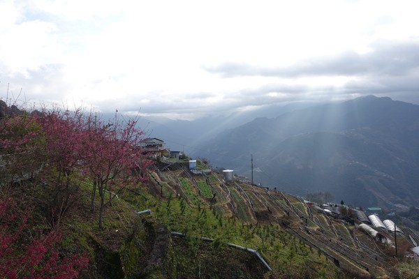 觀星園景觀山莊：(胖樺介紹) 清境地區最高山莊：海拔高度兩千多公尺「觀星園民宿」。前往武嶺、合歡山、小瑞士推薦住宿