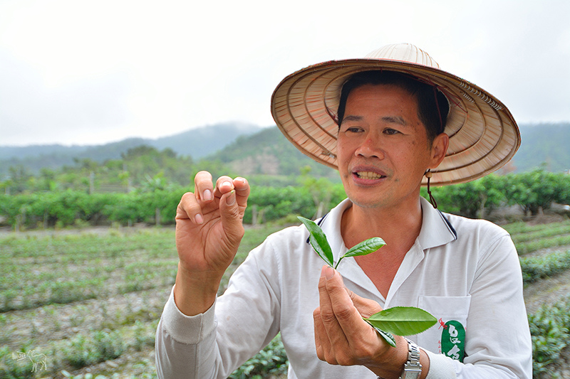 宜蘭冬山河一日遊-推薦新打卡景點:冬山火車站,冬山河生態綠舟,珍珠社區好食光食堂美食,中山社區綠野茶園採茶體驗